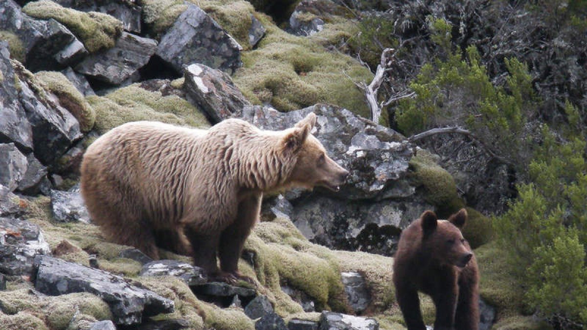 Una pareja de osos en una imagen de archivo en un paraje del municipio de Palacios.
