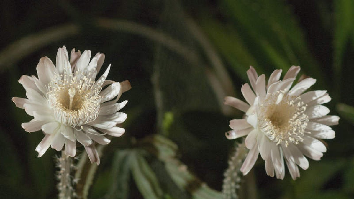Dos ejemplares de la caprichosa planta conocida como la ‘Reina de la noche’, que sólo florece un día al año, en Tucson, Arizona.