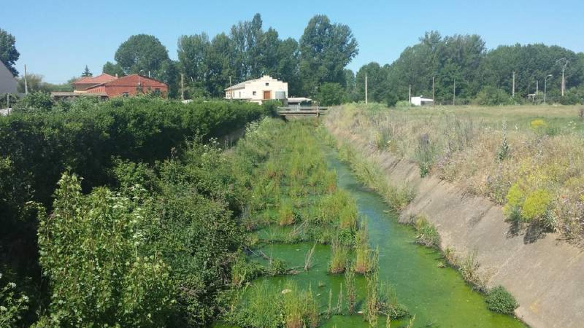 Estado del canal del Carbosillo nuevamente lleno de maleza.