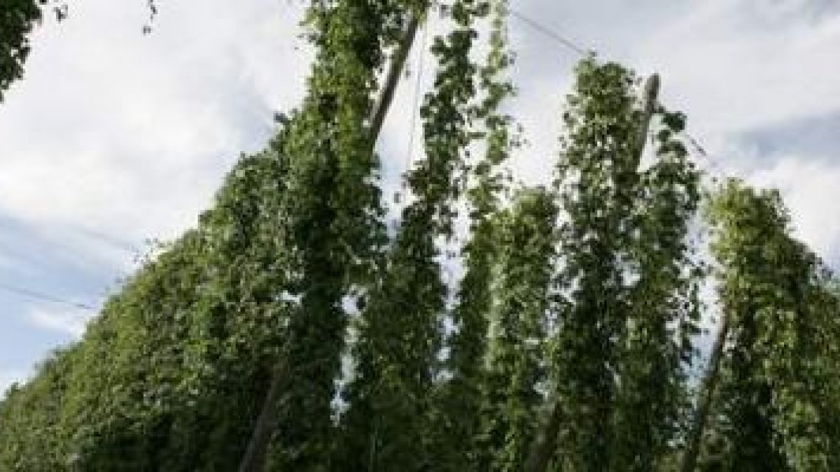 Una plantación de lúpulo en el Órbigo.