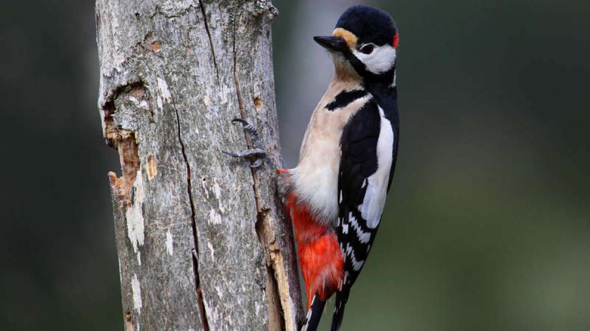 La aplicación permite registrar a través del móvil las aves que se van identificando. DL