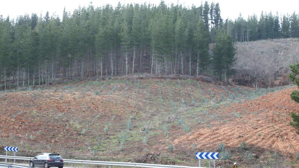 Plantación de eucaliptos en zona de pinares en el Bierzo, cerca de la carretera que va de Sancedo a Fabero. L. DE LA MATA