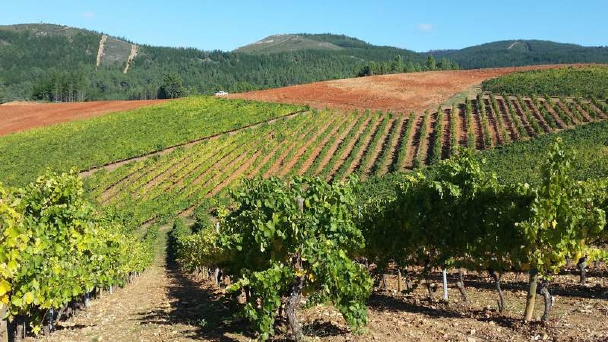 Aspecto del impresionante viñedo que Gancedo posee en las laderas arcillosas más altas de Quilós, donde ampliará plantación. BYVG/DL