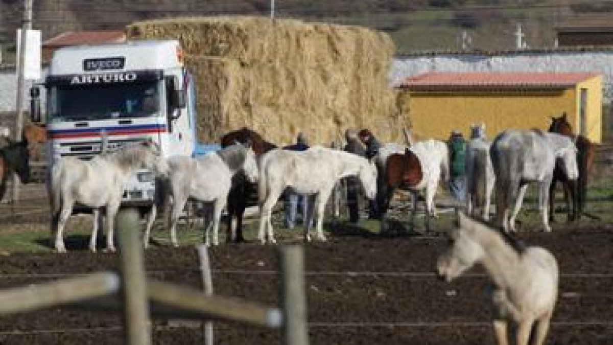 El 16 de noviembre volvió la ayuda de la Junta a la explotación ganadera.