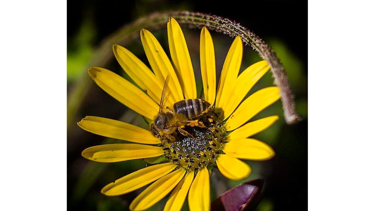 El número de abejas ha disminuido en las últimas décadas. NIC BOTHMA