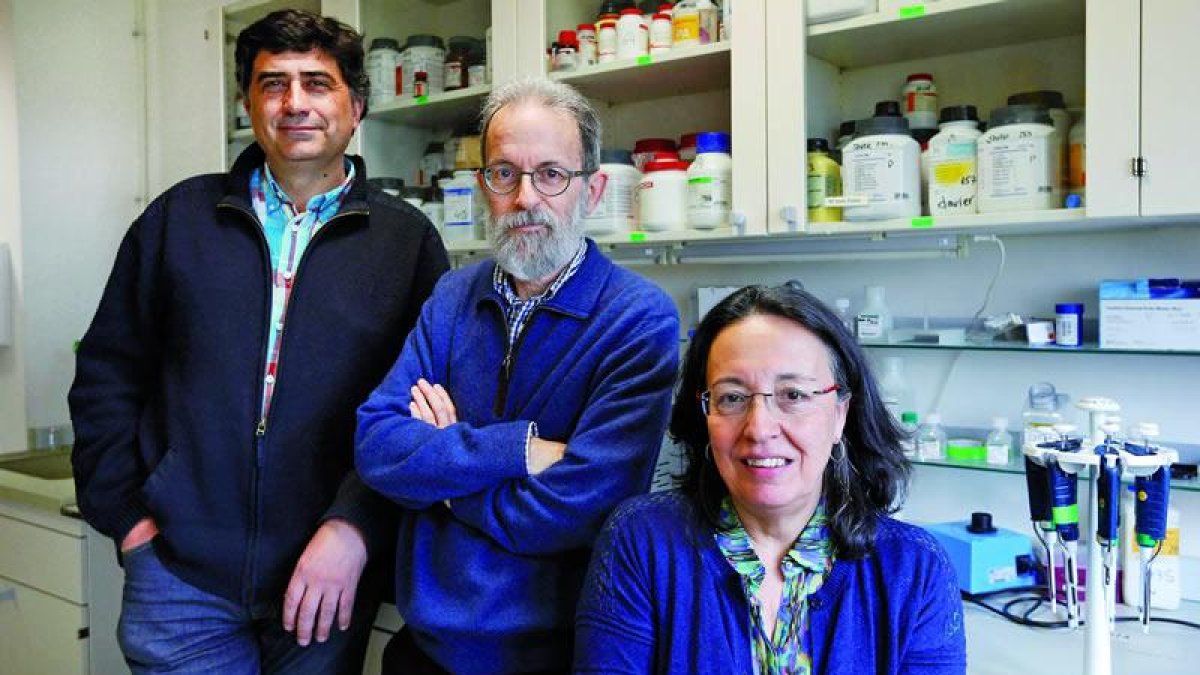 Los tres científicos de la Universidad de León y el Instituto de Biomedicina aparecen en el ranking de los investigadores con más difusión científica. jesús f. salvadores