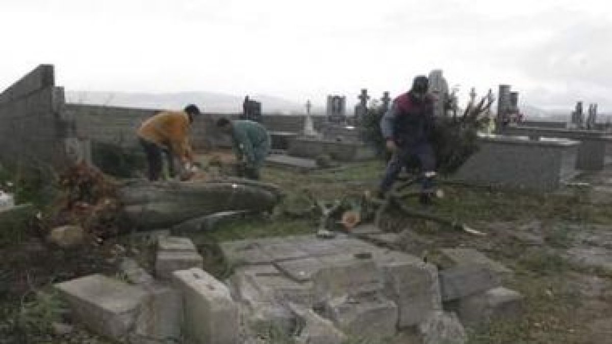Los operarios retiraron ayer la mimosa que derribó el muro del cementerio de Turienzo Castañero