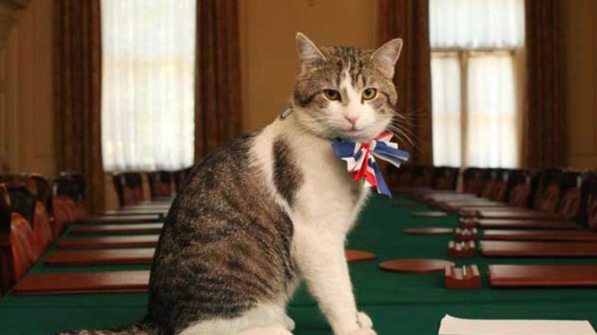 El retrato oficial del gato Larry.