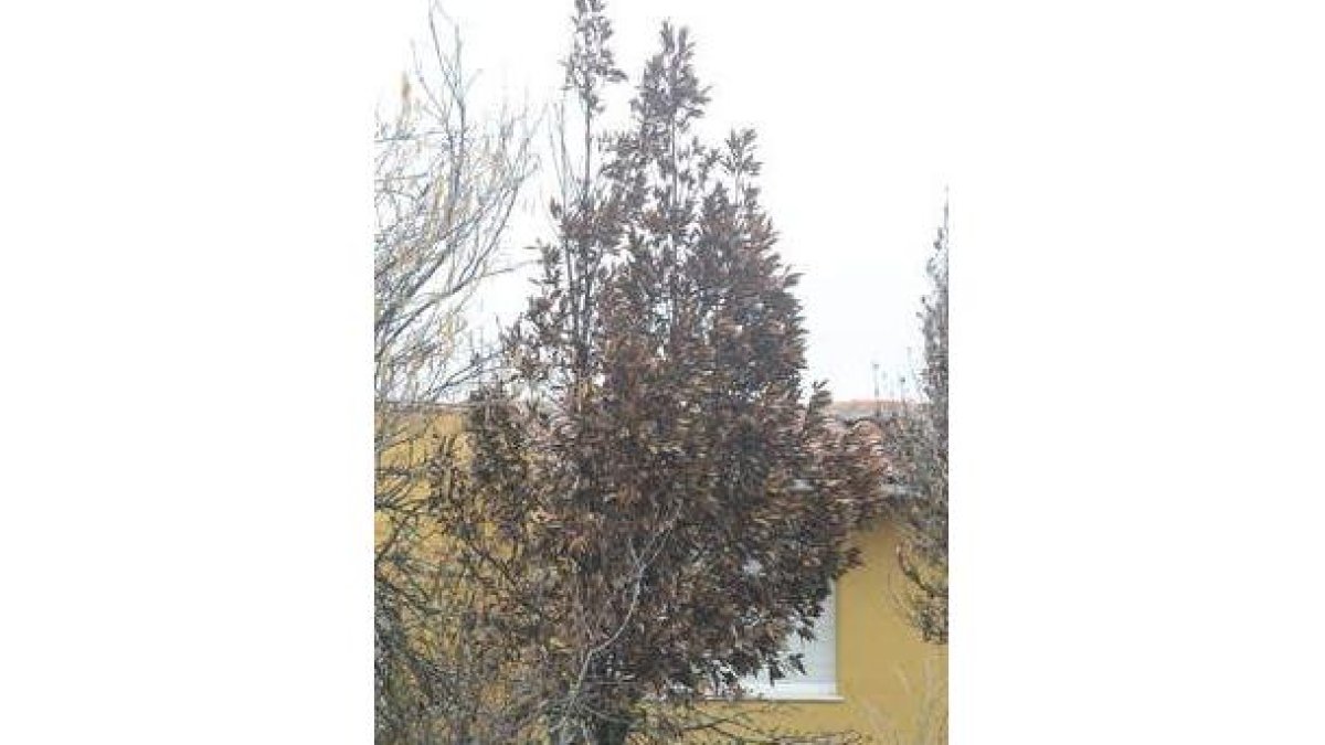 Un laurel en León enseña como interacciona con la helada.
