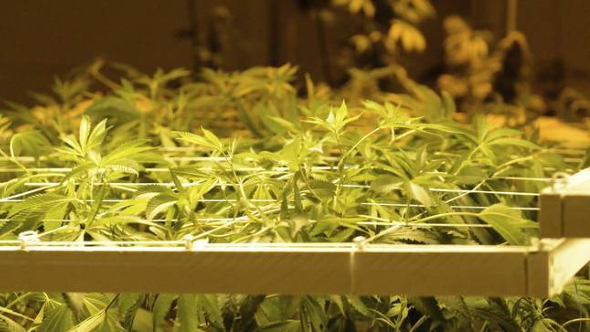 Plantas de marihuana.