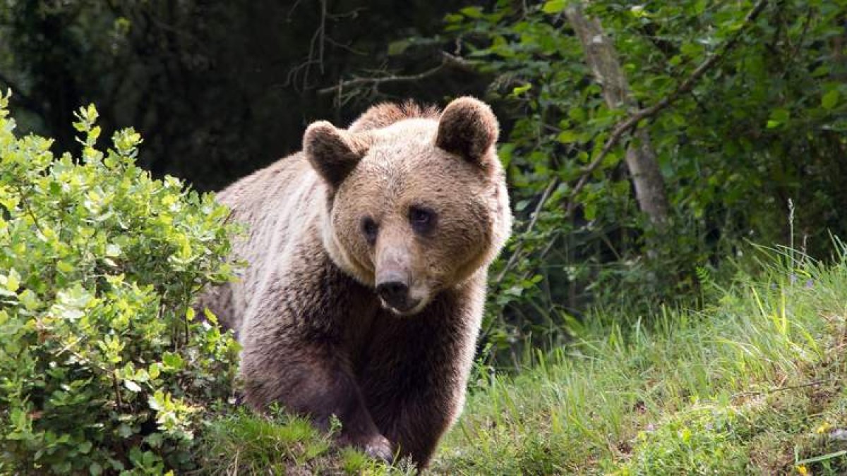 Una imagen del archivo de un ejemplar de oso pardo. DL
