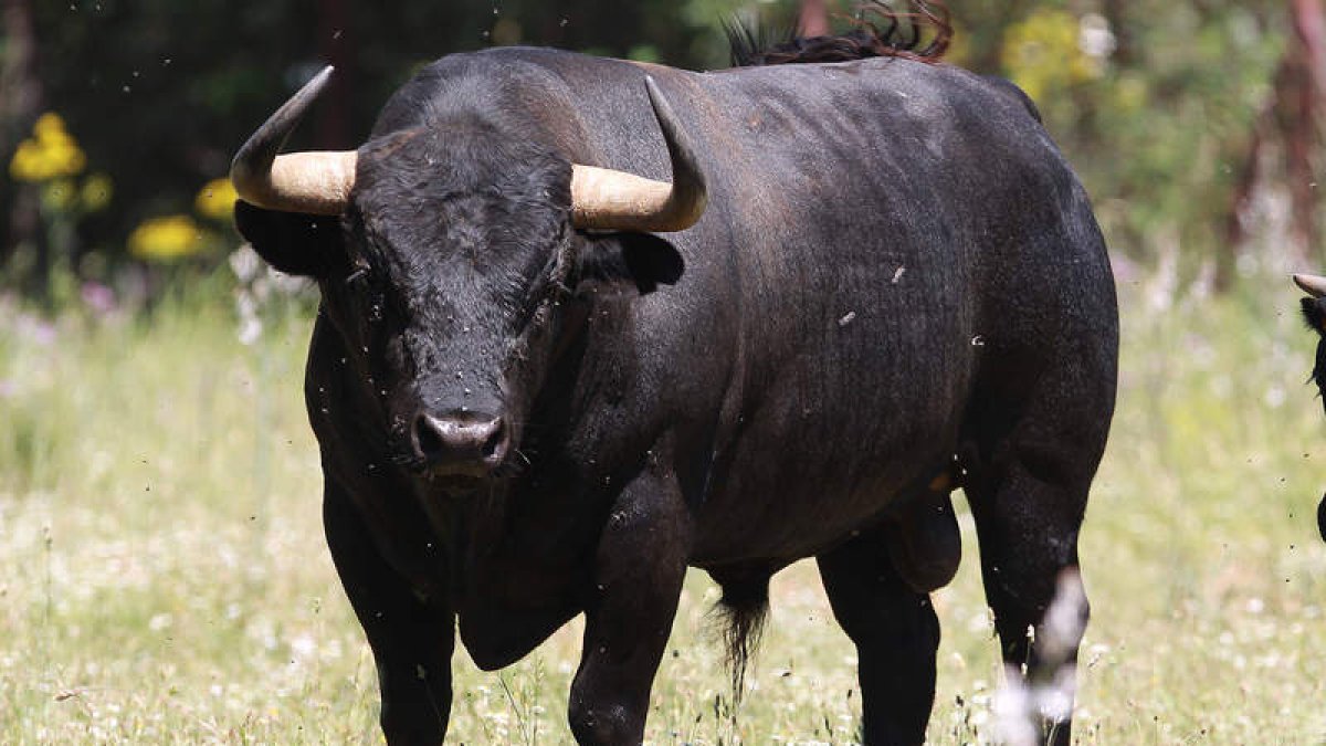 Los toros de Valdellán volvieron a dejar buen sabor de boca en Vic Fezensac. DL