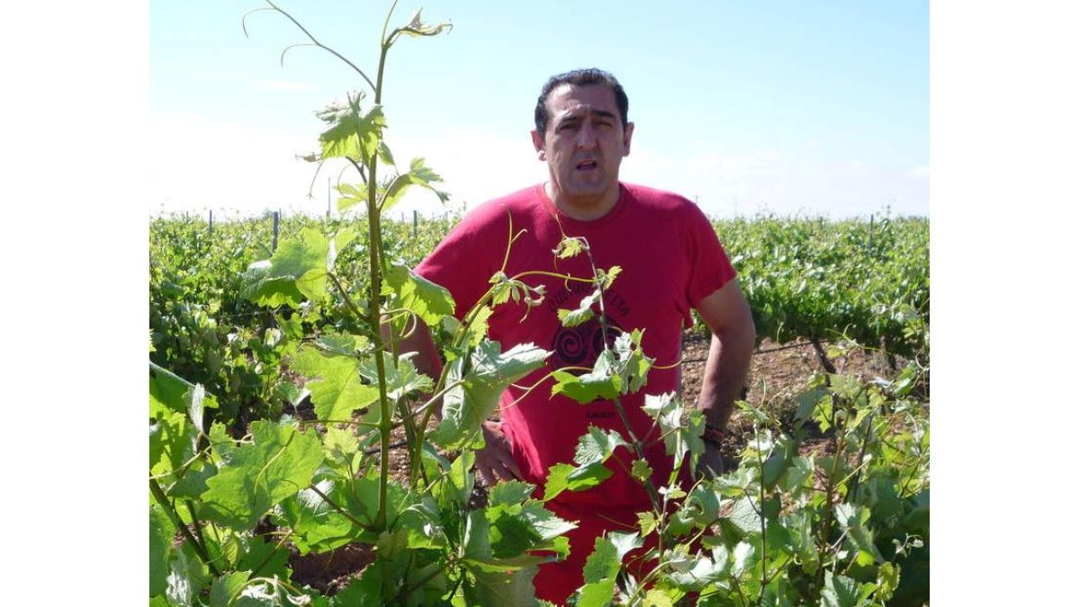 Carlos Álvarez Alonso en laviña familiarque se extiende tras la bodega,en Valdevimbre.