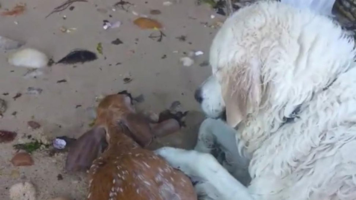 El perro se queda con el pequeño ciervo hasta que reacciona