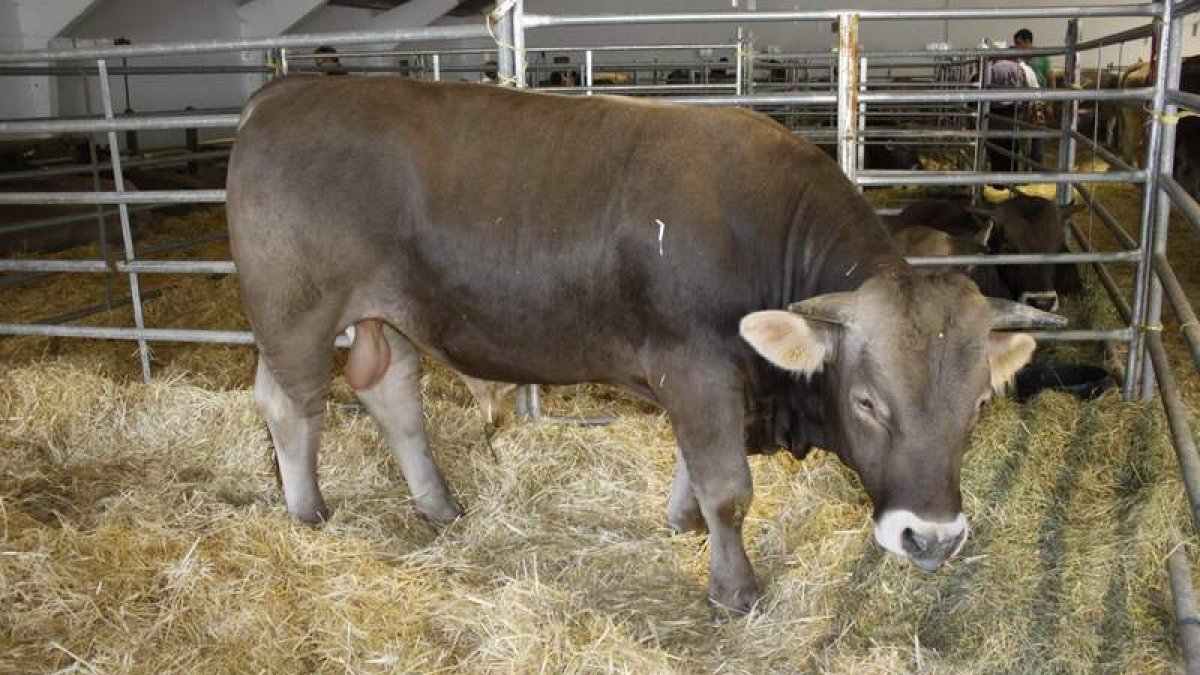Un juez analiza la morfología de los animales. CAMPOS