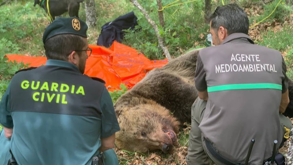 El oso ha aparecido hoy, mientras la hembra malherida y su cría siguen sin aparecer. EFE
