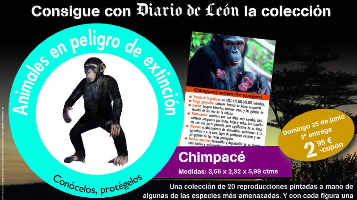 Consigue la figura del chimpancé común este domingo con tu Diario. DL