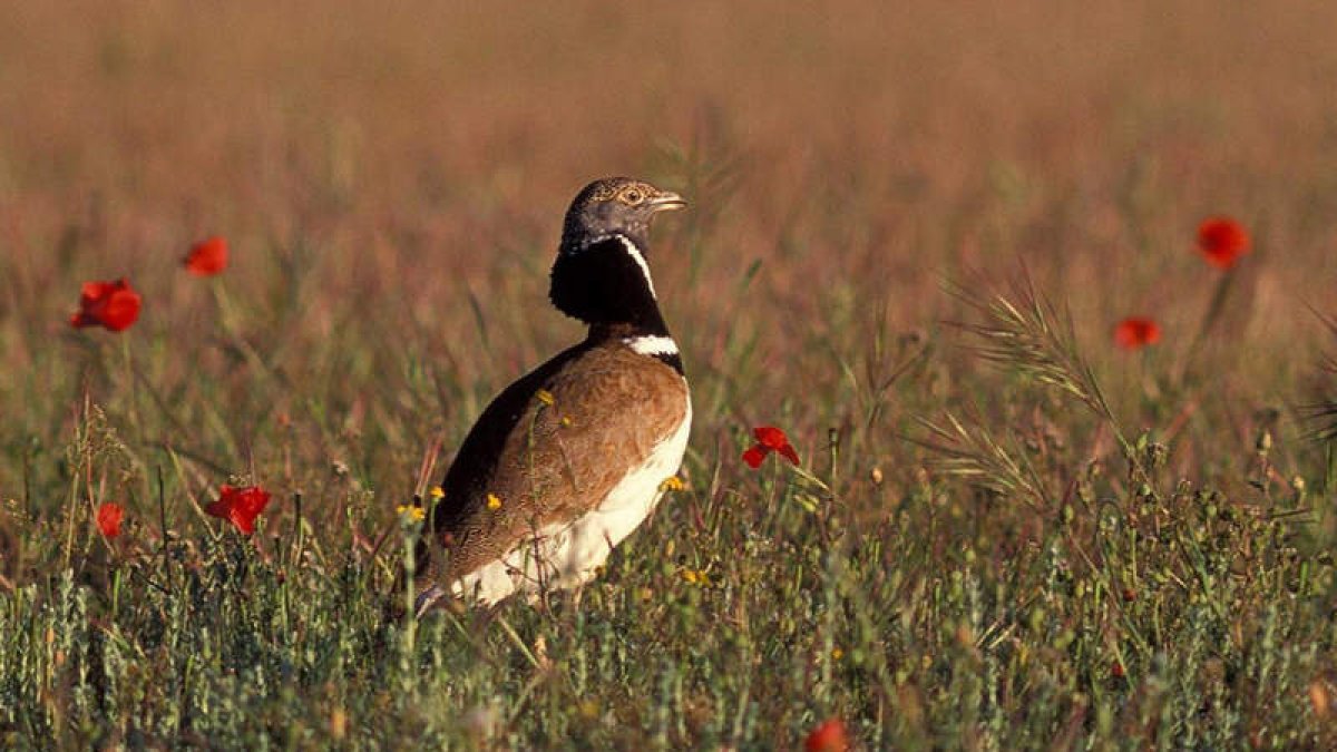 El sisón común es una especie característica de España, pero poco conocida. EFE