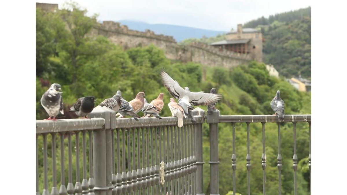 El Ayuntamiento está combatiendo las palomas. ANA F. BARREDO