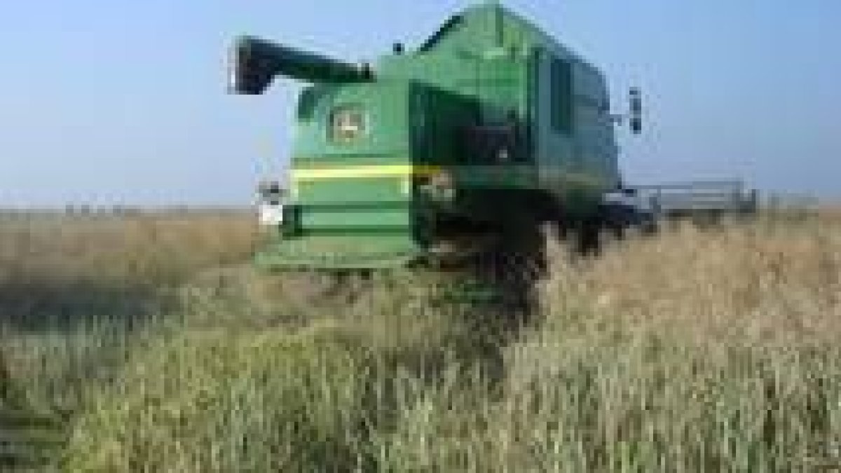 La cosecha de la colza se ha realizado en estos pasados días en las tierras de la cooperativa