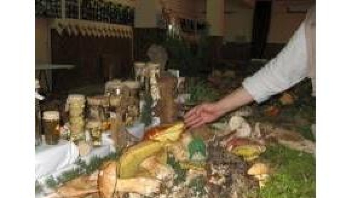 La muestra recoge la sabrosa seta «amanita cesárea»