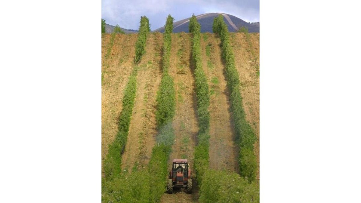 Cultivo de manzanos en el Bierzo. L. DE LA MATA