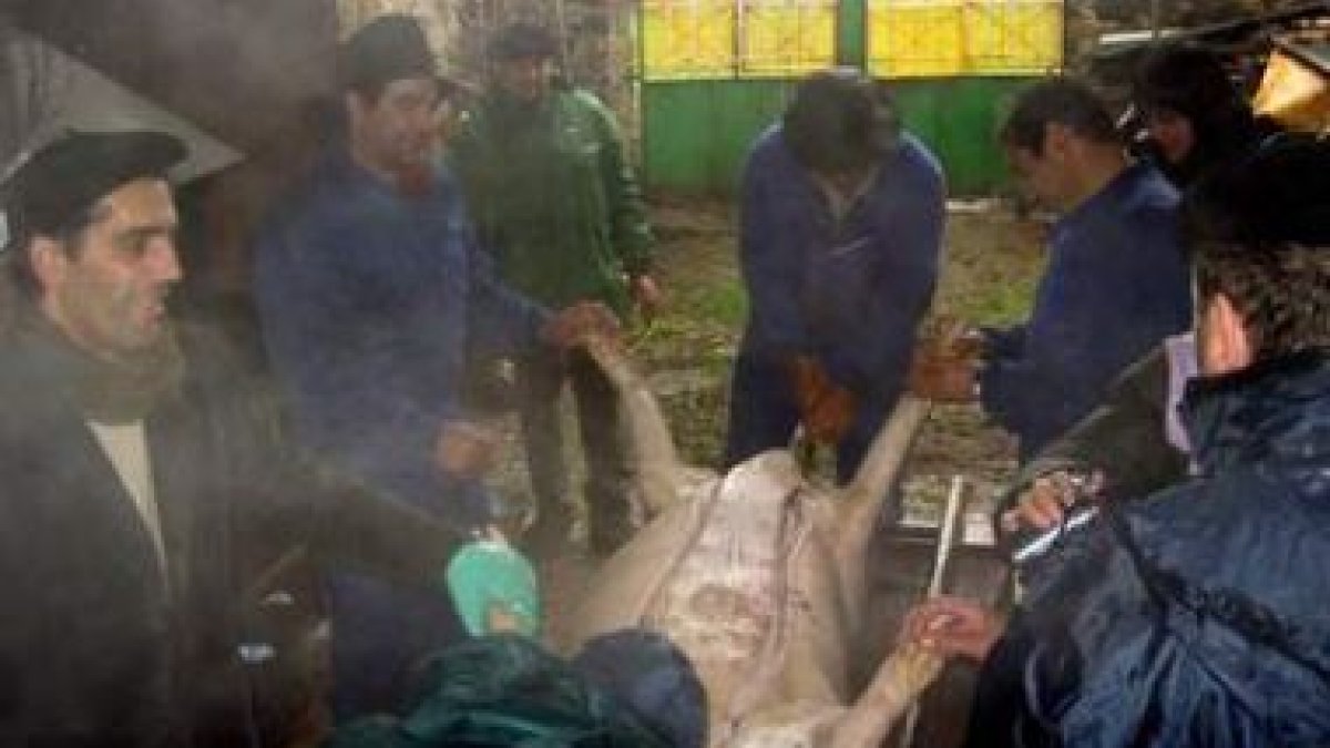 La asociación Las Rapinas sacrificó ayer dos cerdos en su afán por recuperar la tradición de la mata