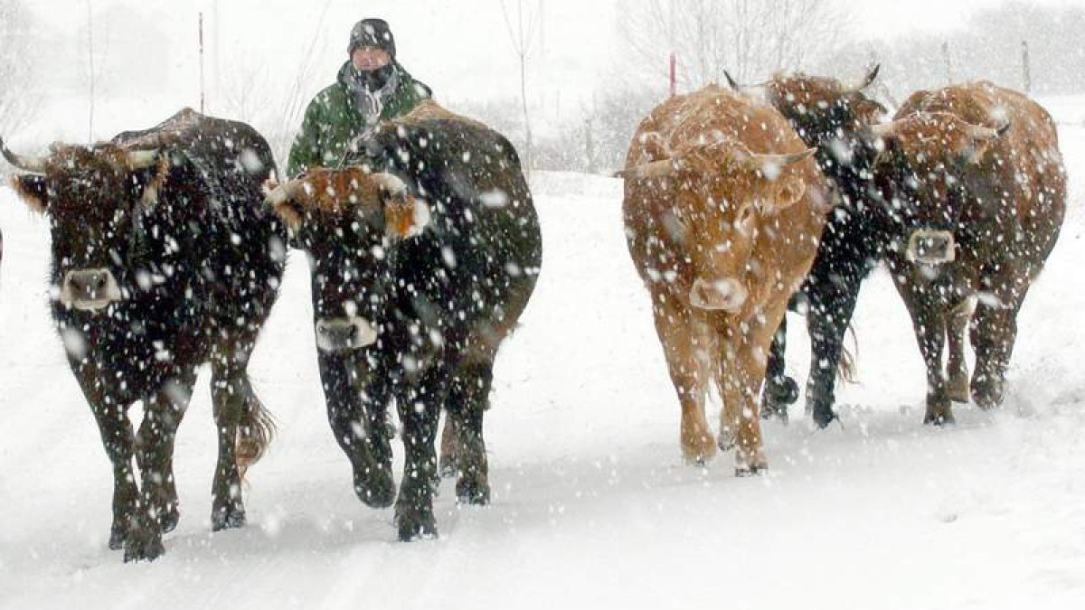 Vacas de vuelta de los puertos en medio de la nieve. efe