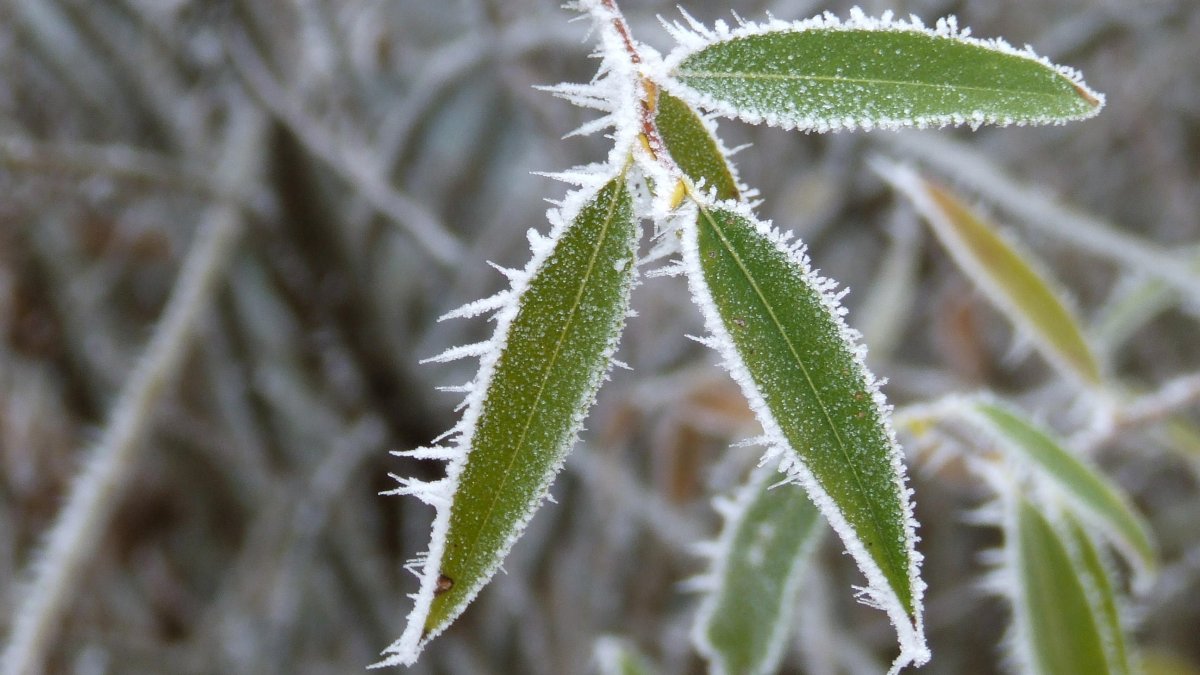 Hojas heladas en una jornada de invierno. ACP