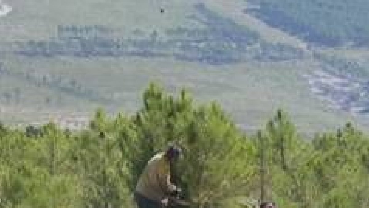 Los trabajos de reforestación son esenciales en los montes