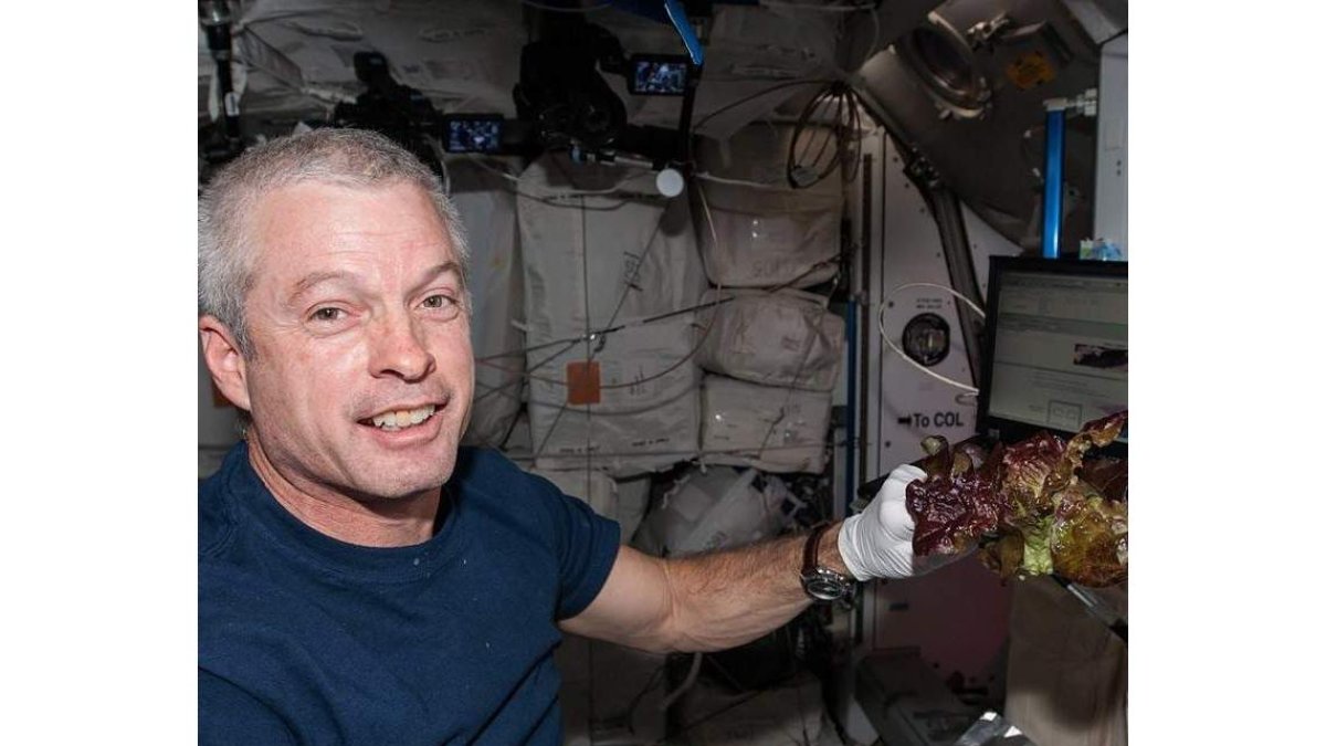Los miembros de la tripulación de la ISS comieron algunas de las lechugas.