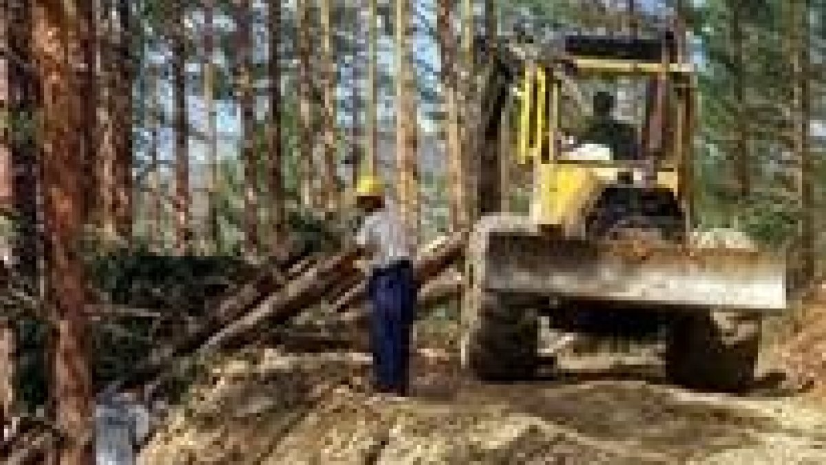 Trabajos de corta de pinos en un monte del valle del Curueño, en León