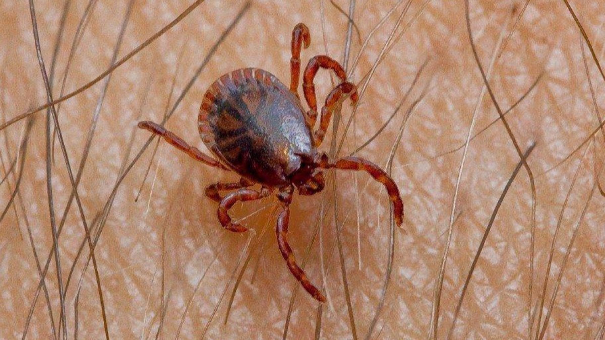 Fotografía de archivo de una garrapata. DL