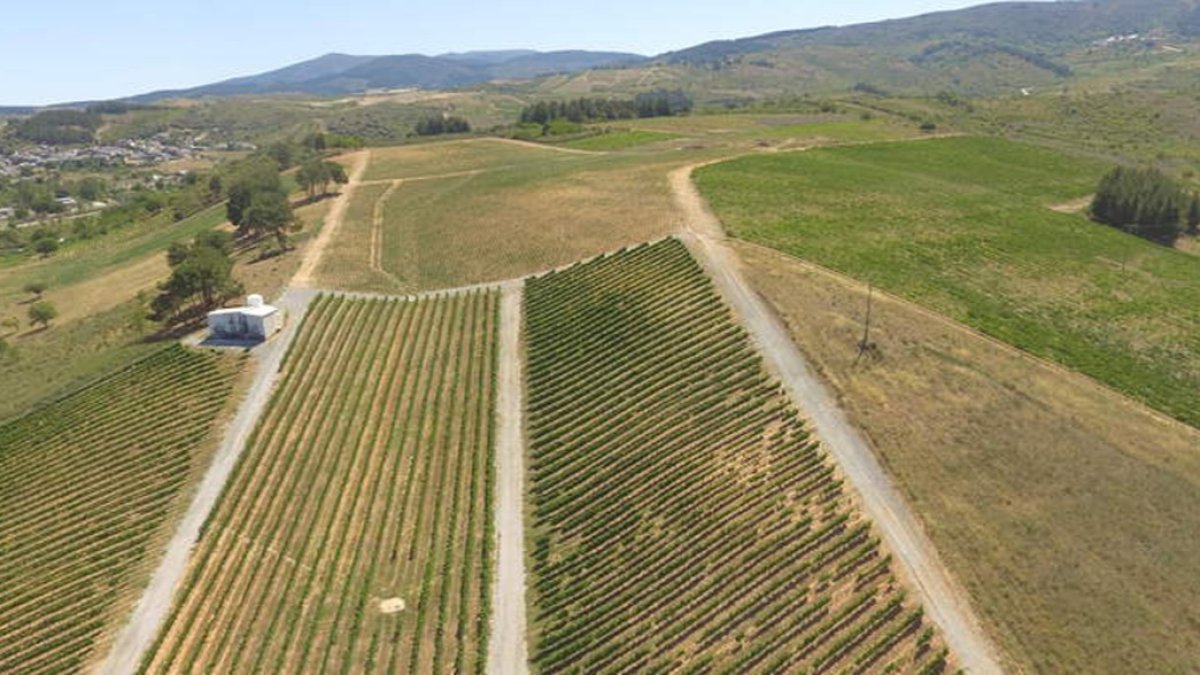 Vista de los viñedos de la bodega. HEREDAD MORÁN & LOPEZ.