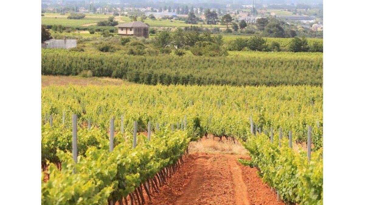 La infección se centra sobre los viñedos de la variedad blanca.