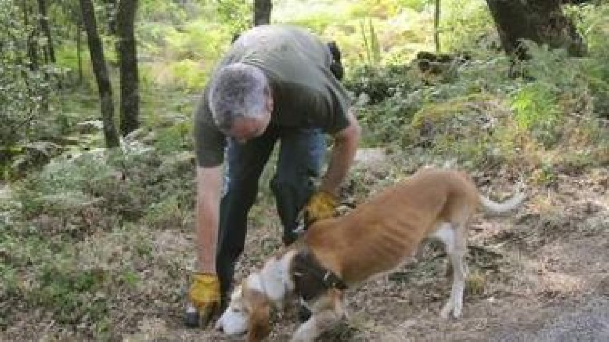 Un especialista de la Guardia Civil junto con un perro, durante la búsqueda de Laura Alonso.