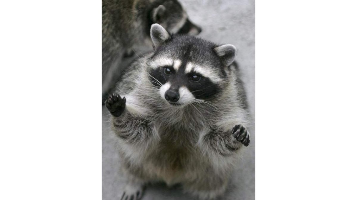 Un mapache reclama atención de una persona.