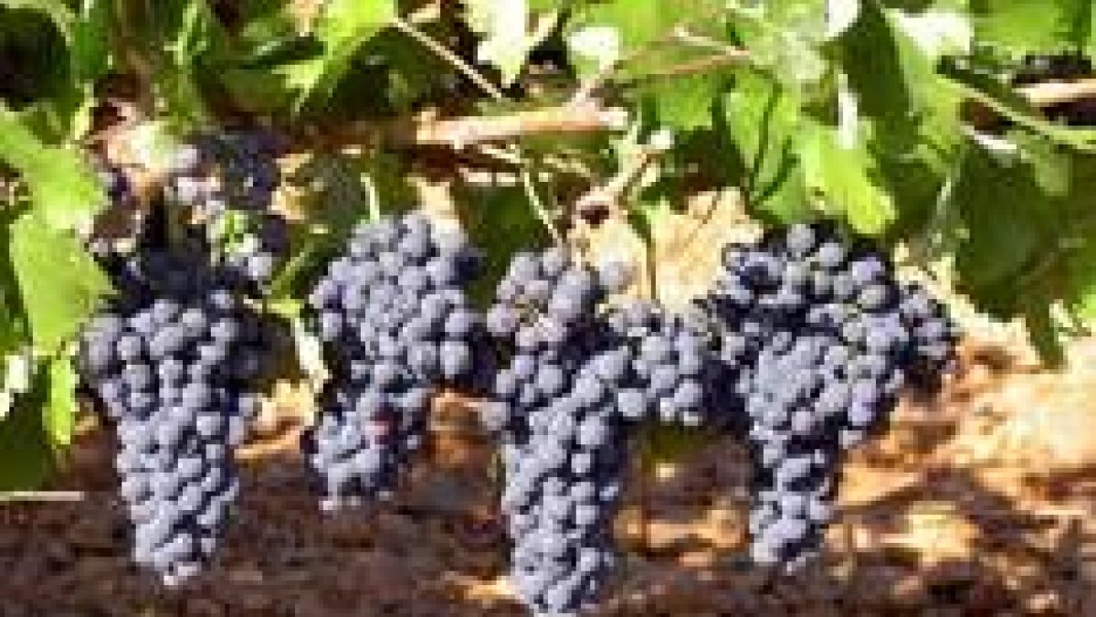 La prieto picudo hace únicos los caldos elaborados en la comarca