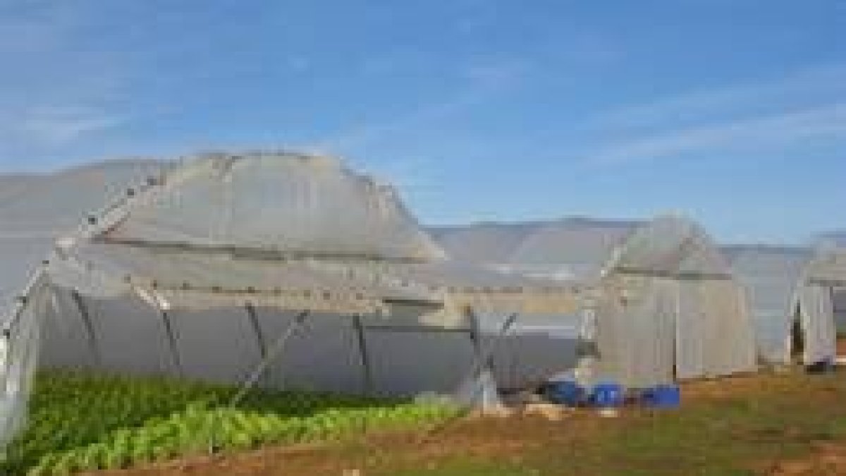 Las plantaciones hortícolas ofrecen varios productos codiciados por los ladrones en el sur de León