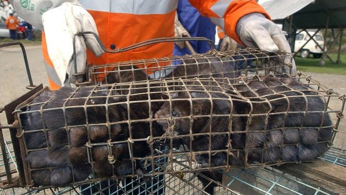 Ejemplares de visón americano en una jaula. TORRECILLA
