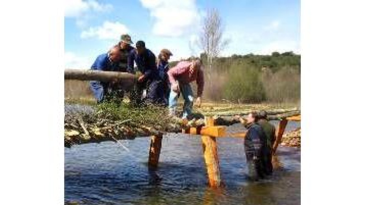 Varios vecinos arriman un tronco de aliso, que hará las veces de viga del puente