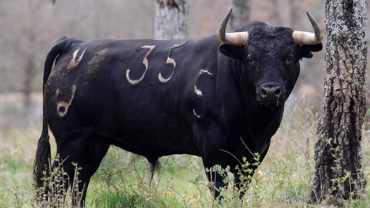 Uno de los toros que serán lidiados en San Isidro, el próximo 11 de junio. El hierro de la ganadería y Domingo López Chaves tentando en Valdellán.