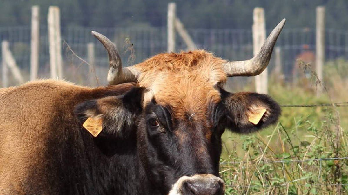 ‘Navarra’, uno de los ejemplares de Mantequera Leonesa que componen la reserva de la nueva etapa de esta raza. L. F. DE LA FUENTE