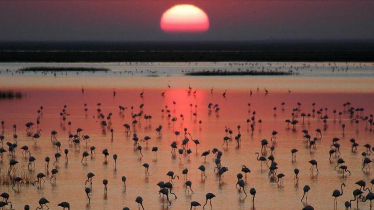 Aves en uno de los humedales del parque nacional de Doñana.