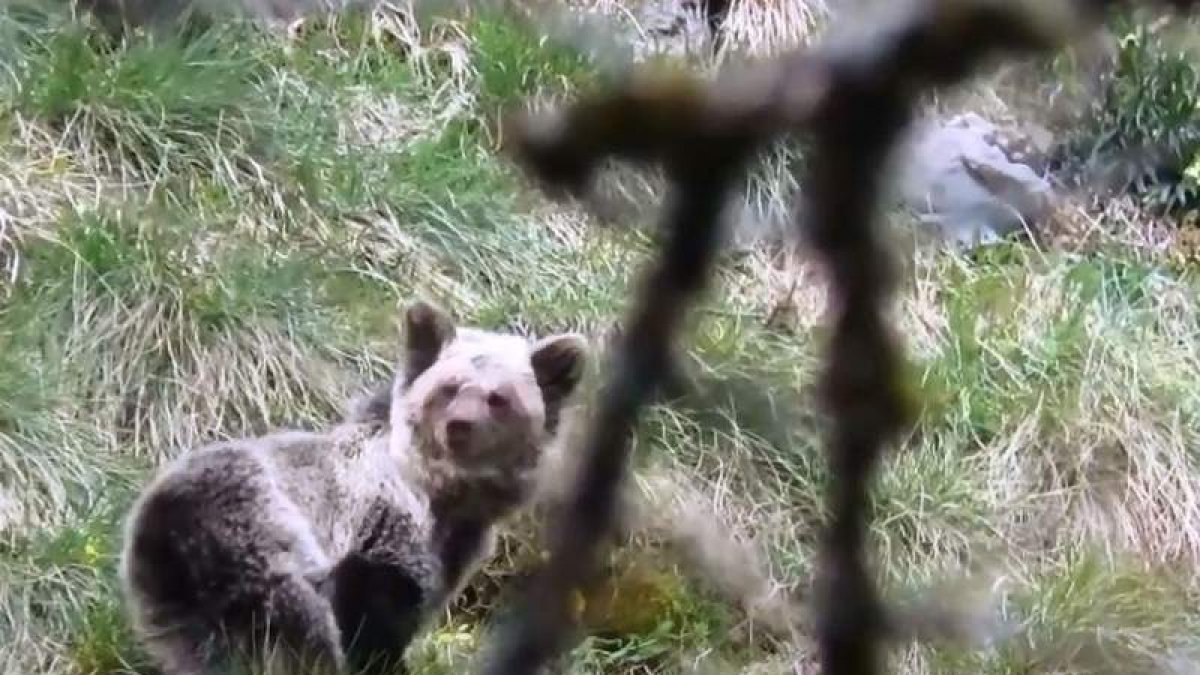 Una de las ejemplares, Saba, fue soltada en las inmediaciones de Sabadia, en Picos de Europa. DL