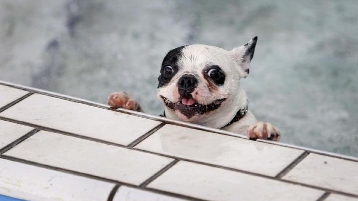 El perro 'Bully' de raza bulldog francés se da un baño en una piscina