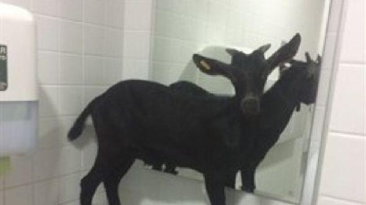 Cabra en el Hospital La Fe