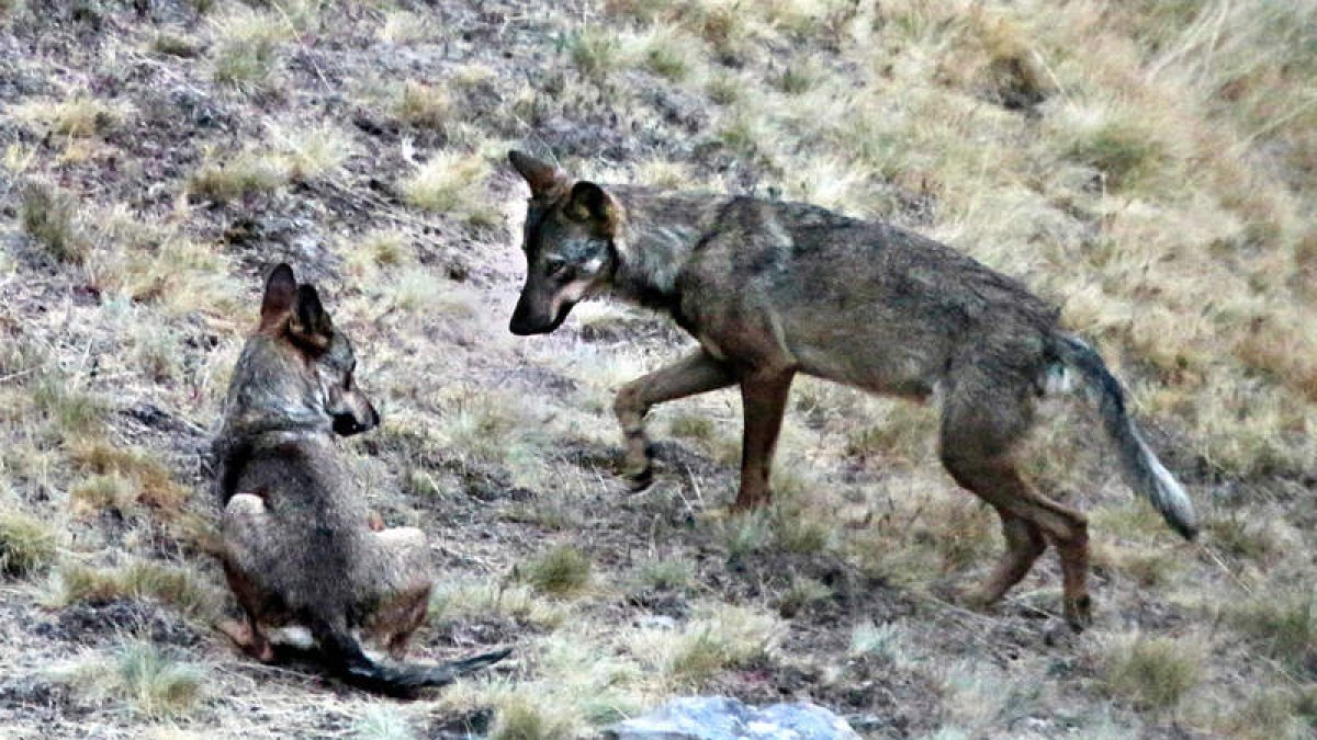 Una pareja de lobos ibéricos. ANDONI CANELA