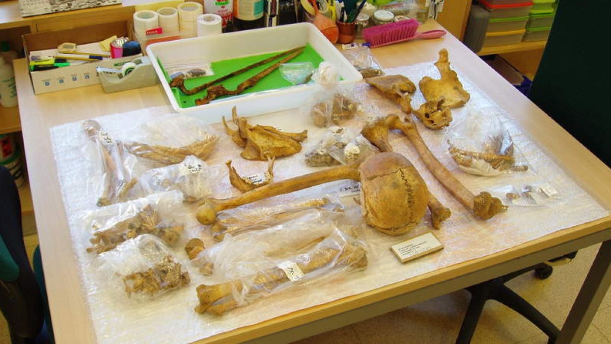 Restos óseos encontrados en Valdelugueros de la época del Mesolítico. DL
