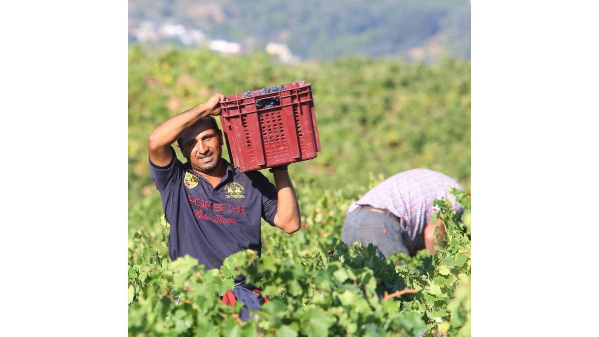 Primeros días de vendimia en la D. O. Bierzo. CÉSAR SÁNCHEZ